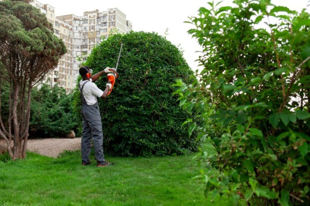 Hedge trimming cost